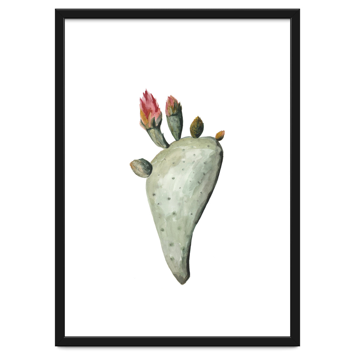 Botanical Illustration Cactus Flowers