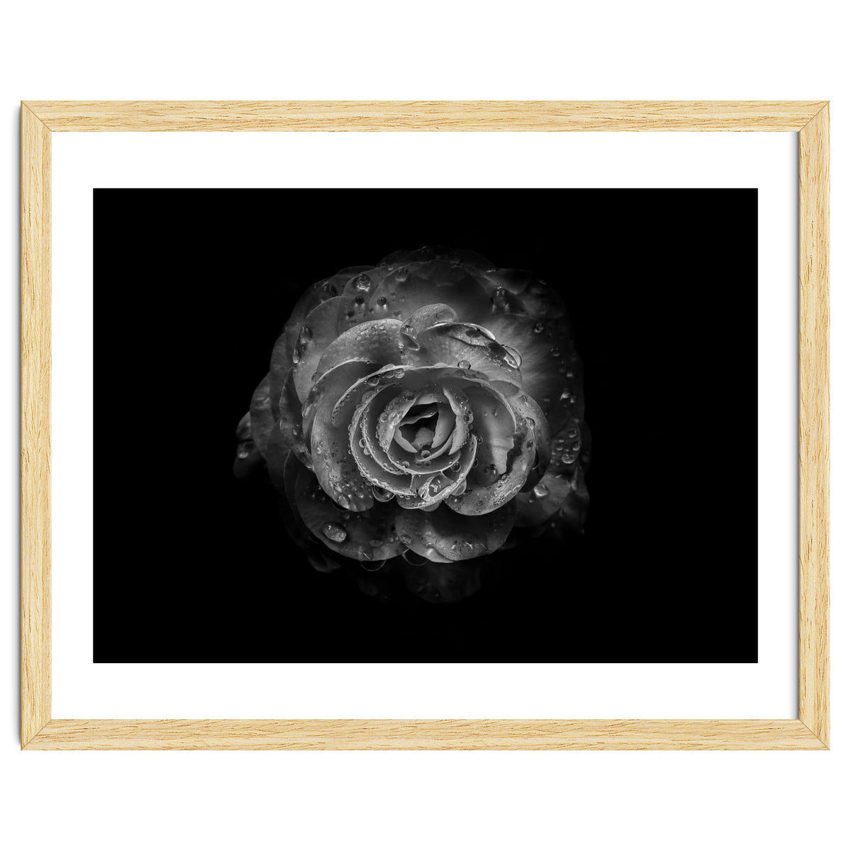 Backyard Flowers In Black And White No 64