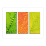 Autumn Leaves (Print Only) thumbnail