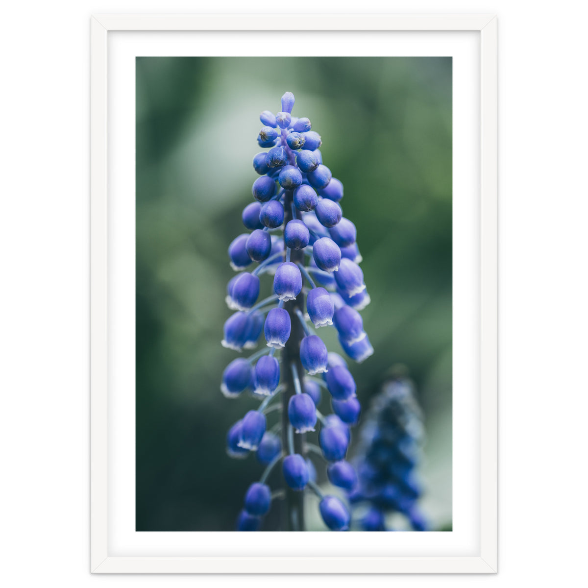 Blue Bells