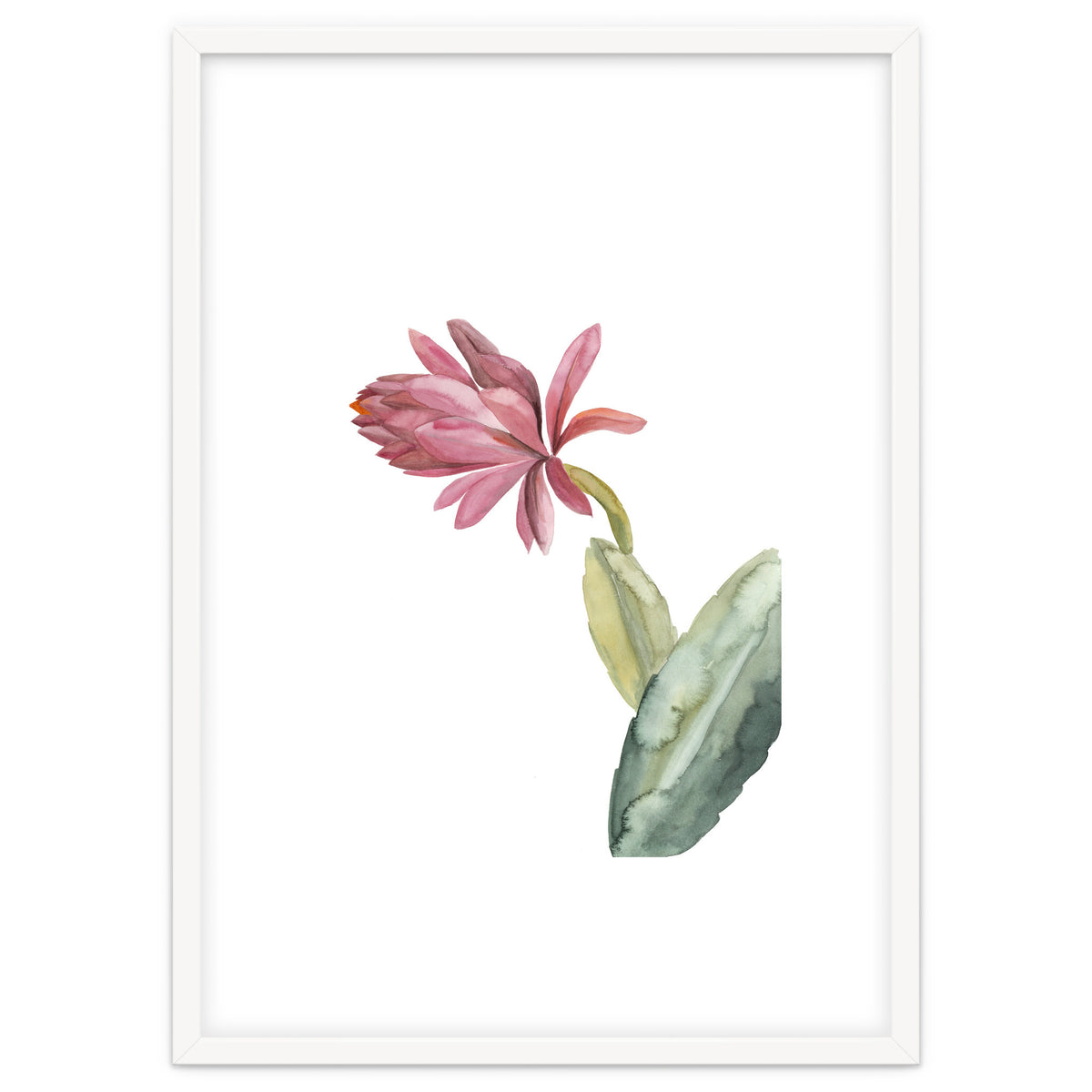 Botanical Illustration Pink Cactus Flower