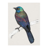 Common Grackle (Print Only) thumbnail