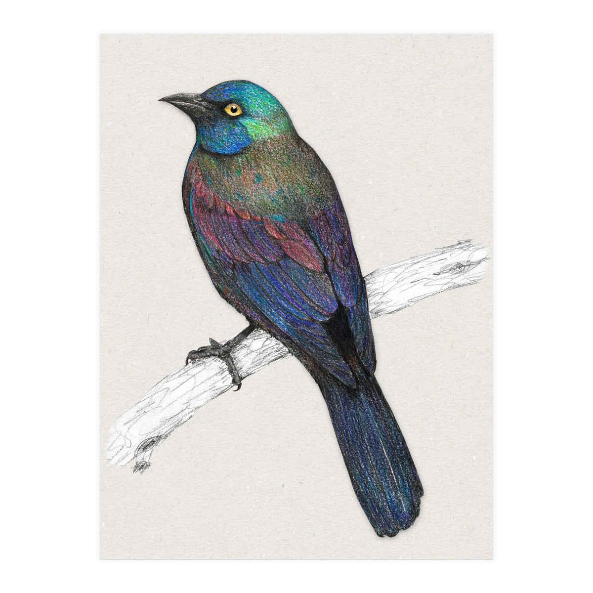 Common Grackle (Print Only)