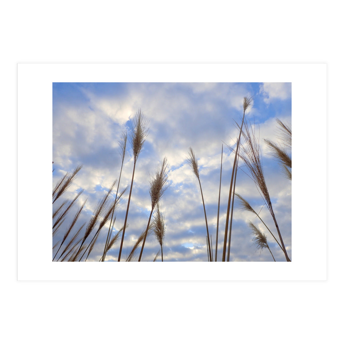 Autumn Grass (Print Only)