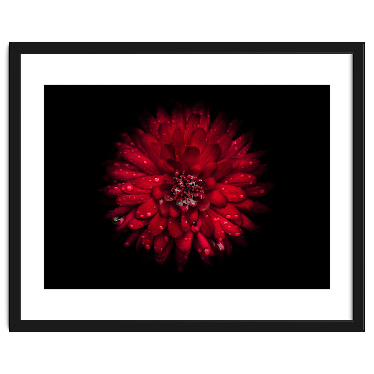 Backyard Flowers 45 Color Version