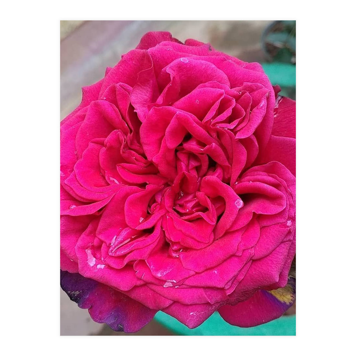 Beautiful Fragrant Rose (Print Only)