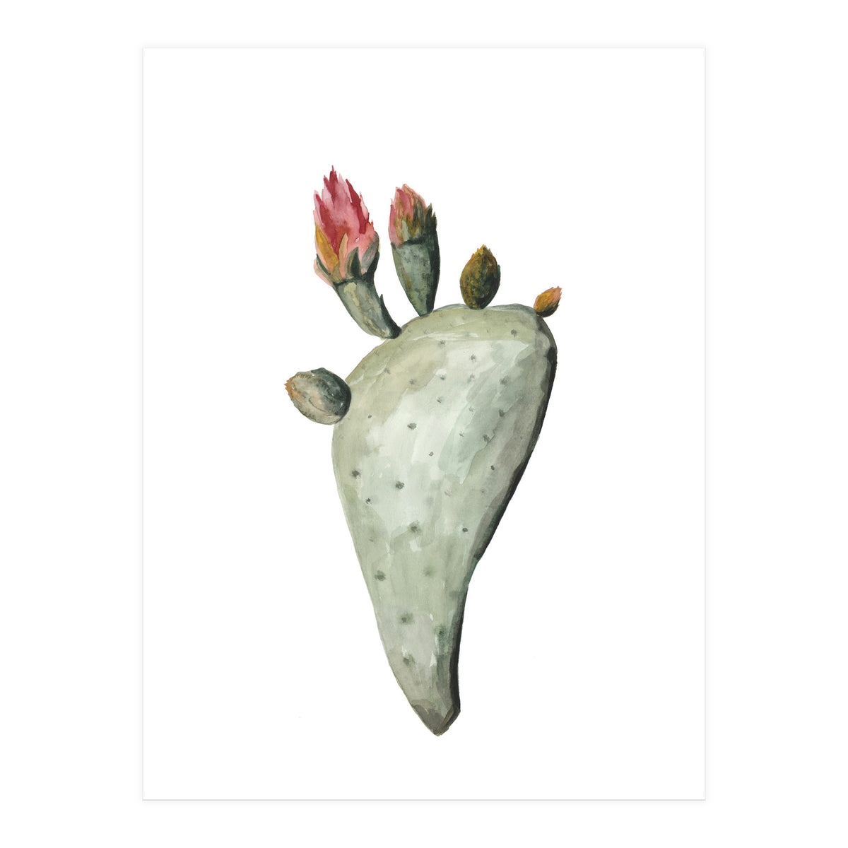 Botanical Illustration Cactus Flowers (Print Only)