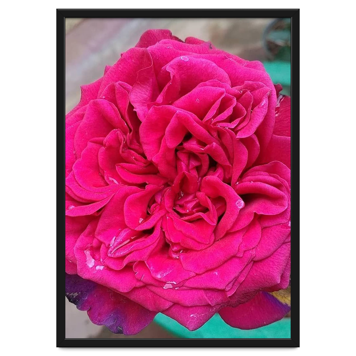 Beautiful Fragrant Rose