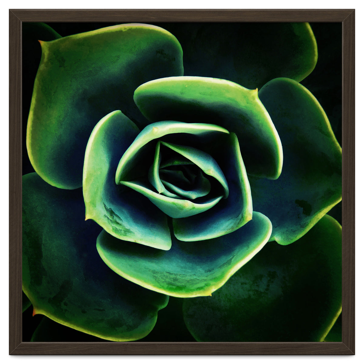 DARKSIDE OF SUCCULENTS XIV