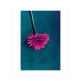 Gerbera for love (Print Only) thumbnail