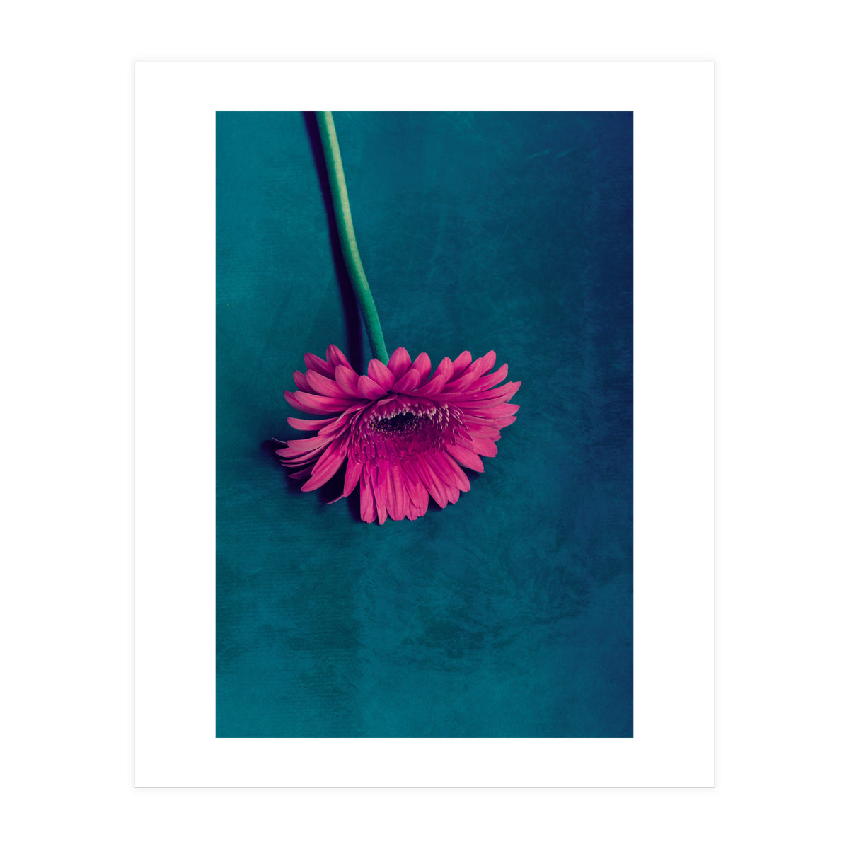 Gerbera for love (Print Only)