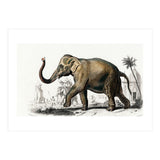 Asiatic elephant indicus illustrated (Print Only) thumbnail