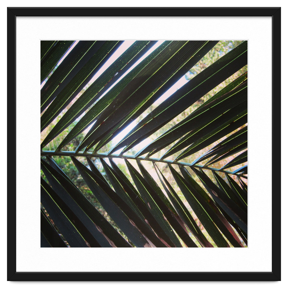 Palm leaf