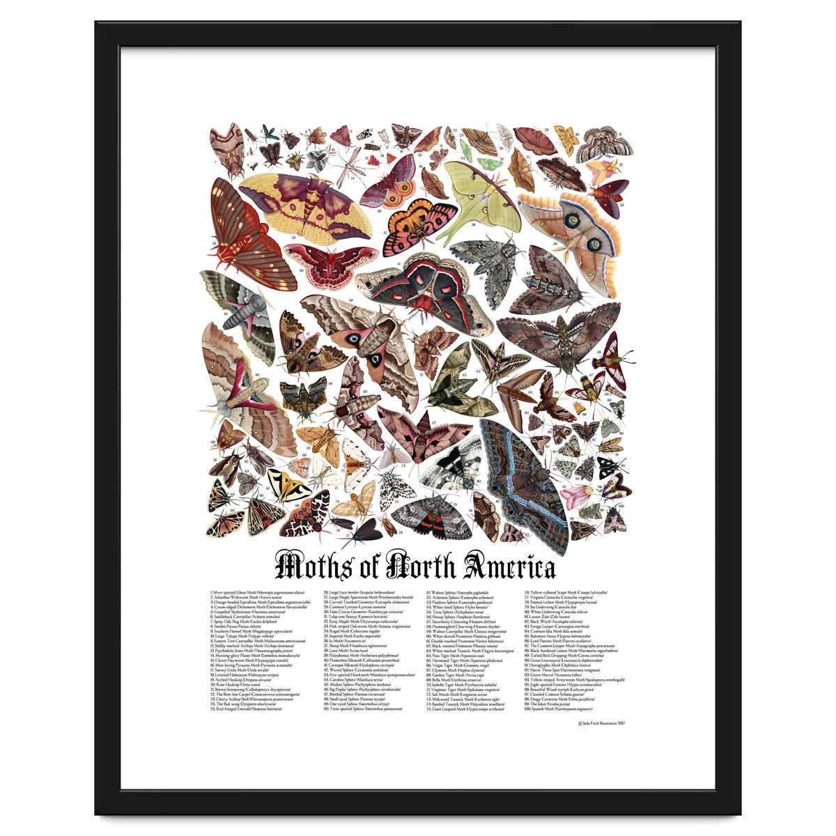 Moths of North America