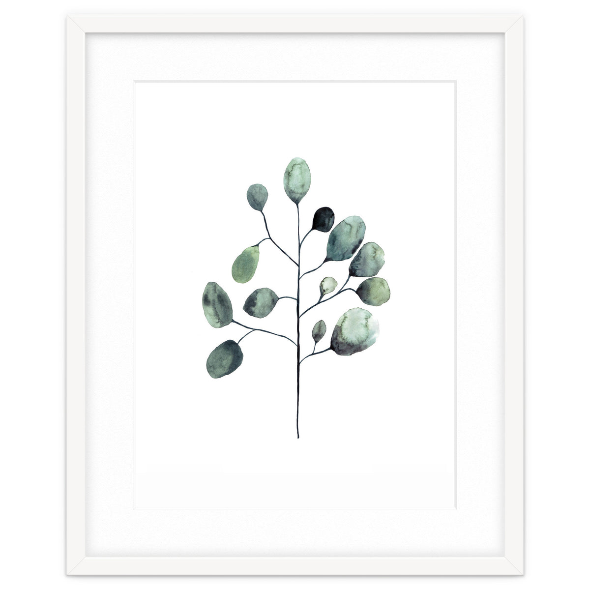 Botanical Illustration Eukalyptus