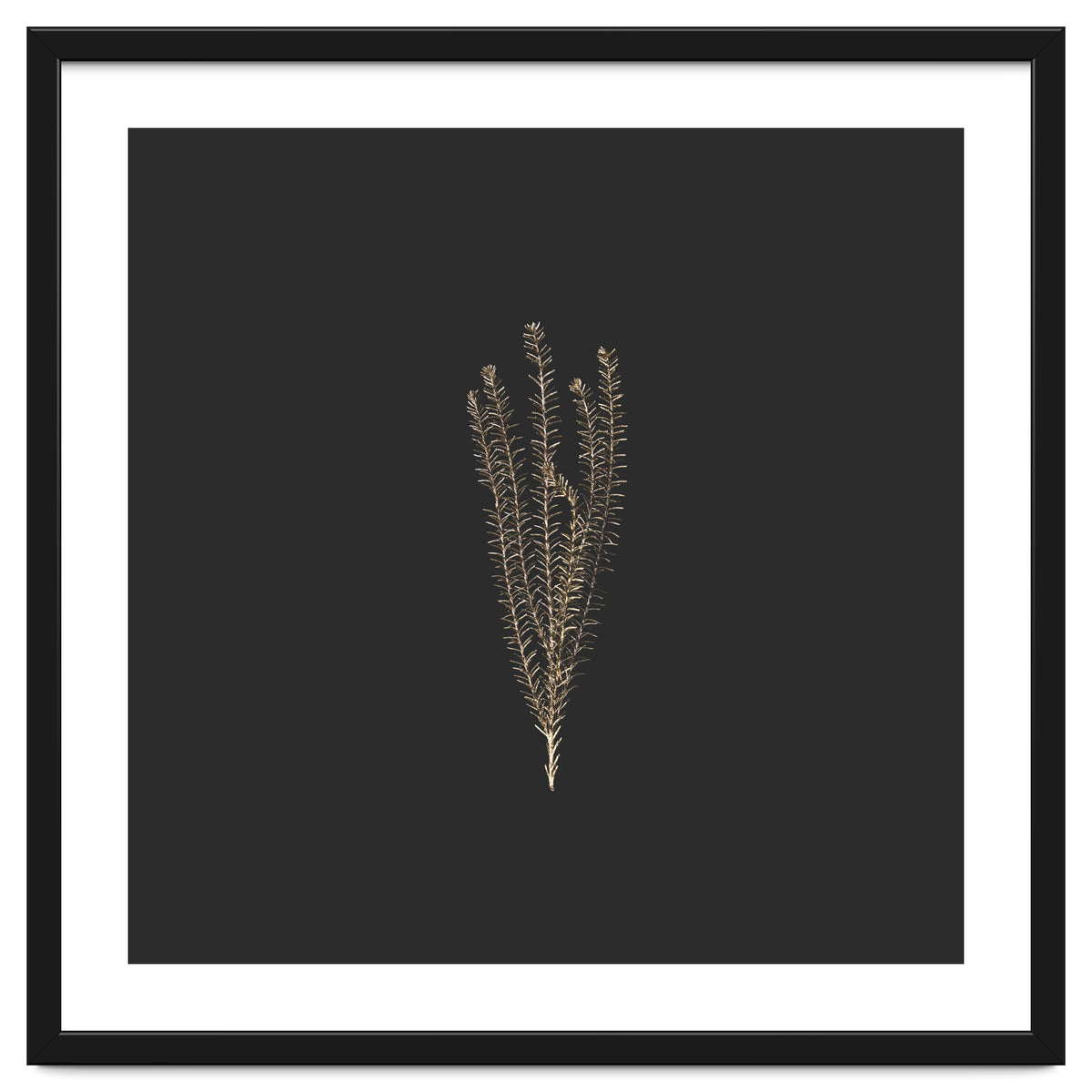 Delicate Fynbos Botanicals in Gold and Black - Square