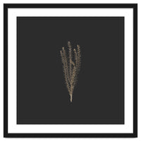 Delicate Fynbos Botanicals in Gold and Black - Square