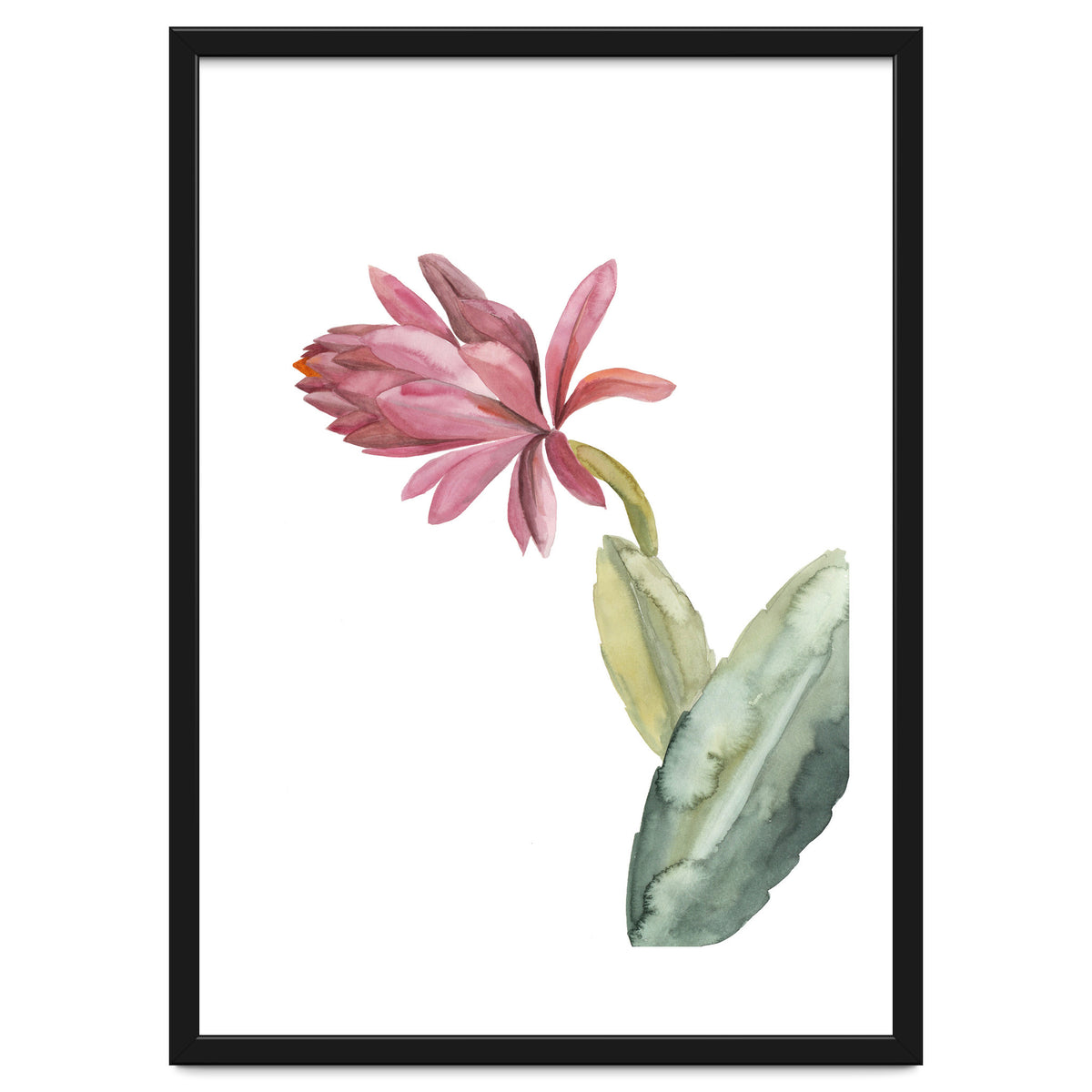 Botanical Illustration Pink Cactus Flower