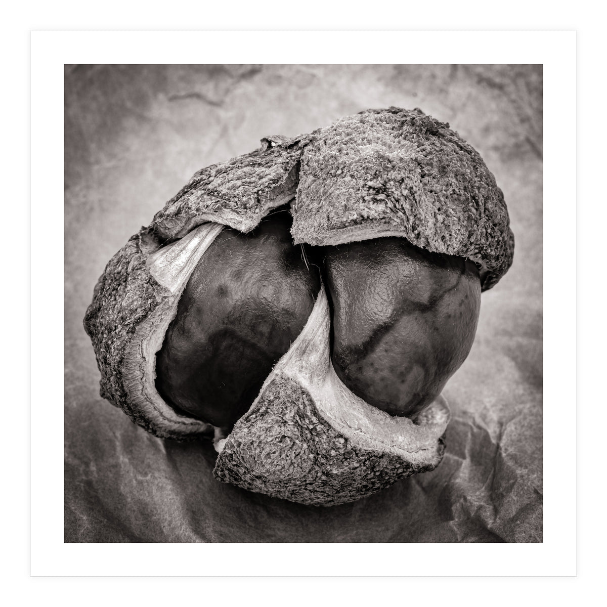 Double Conker (Print Only)