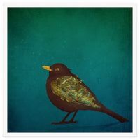 Camouflage: The Blackbird