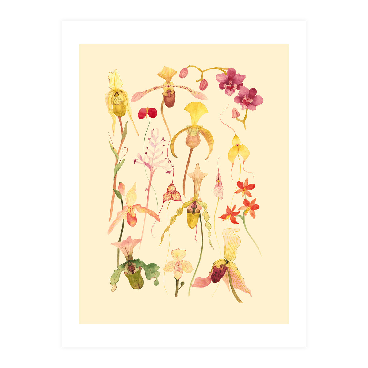 Orchids #3 (Print Only)