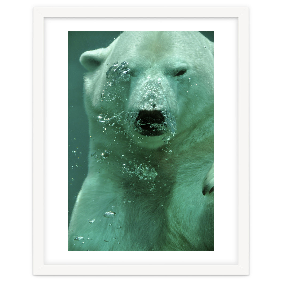 Polar Bear Under Water