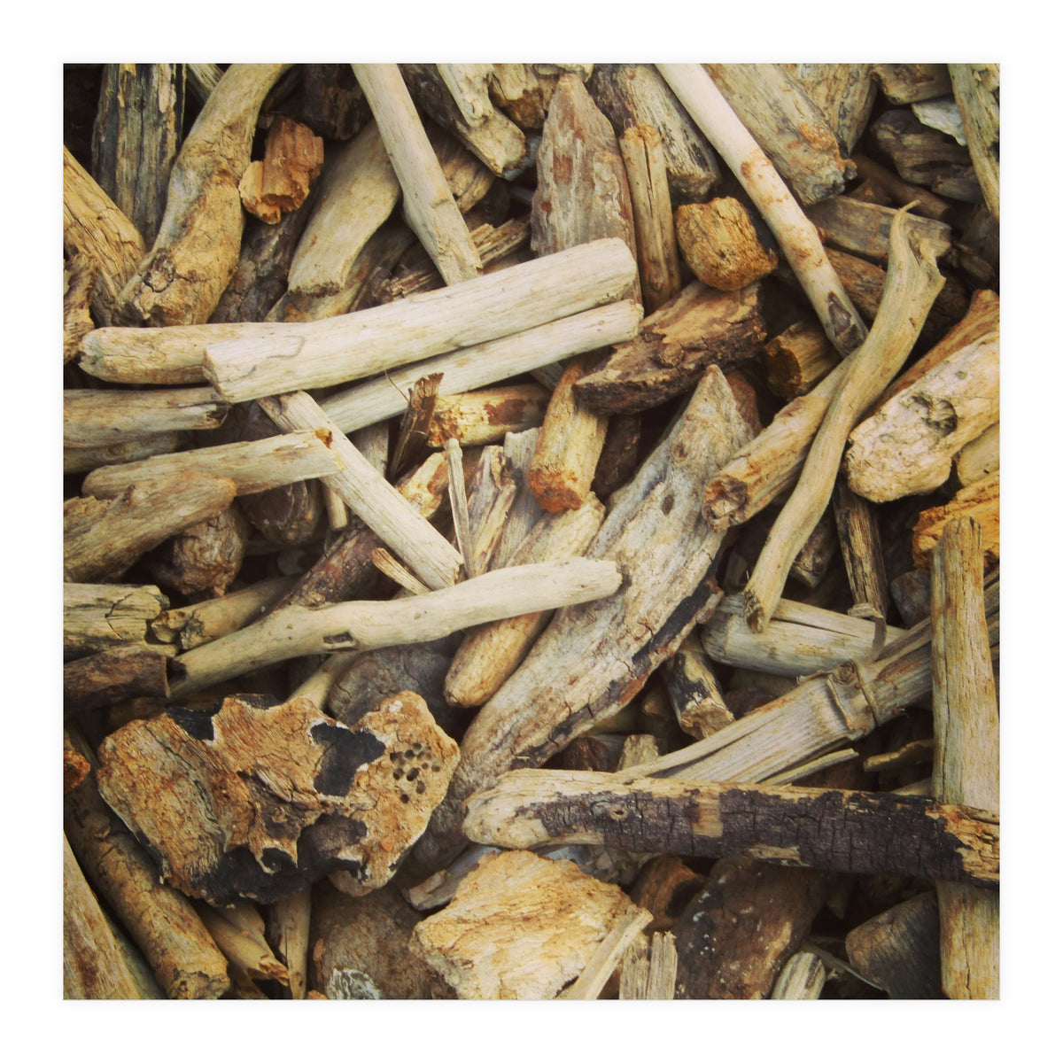 Driftwood (Print Only)