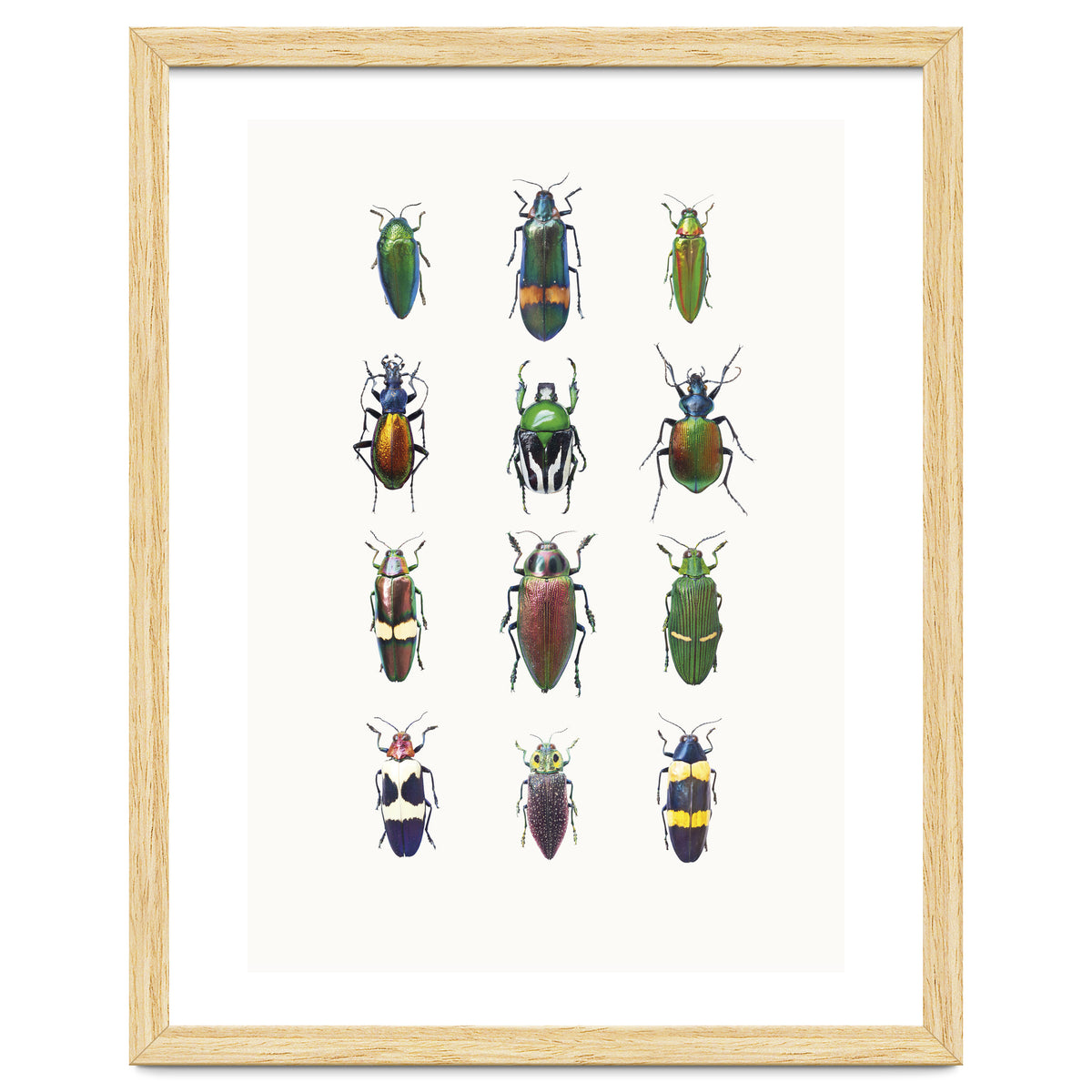 Cc Insects 03