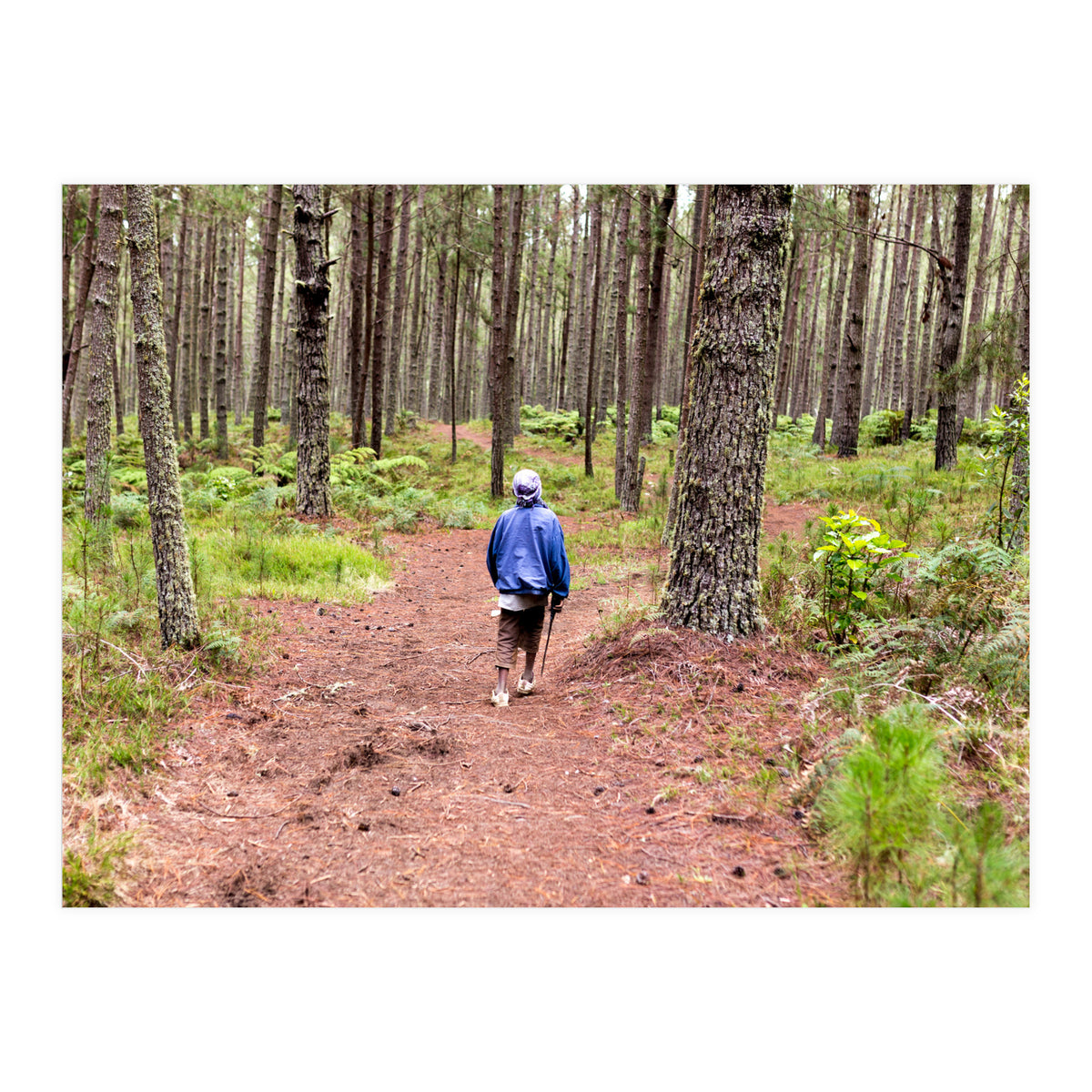 Into the forest (Print Only)