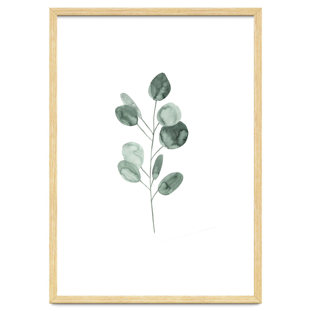 Botanical Illustration Eukalyptus2