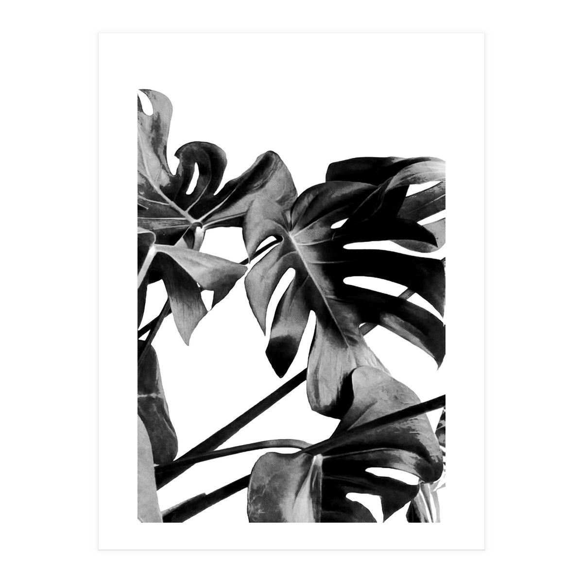 Monstera Black And White 06 (Print Only)