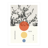 Sakura - Cherry blossom - Japanese - Photography (Print Only) thumbnail