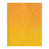 Autumn Leaf (Print Only) thumbnail