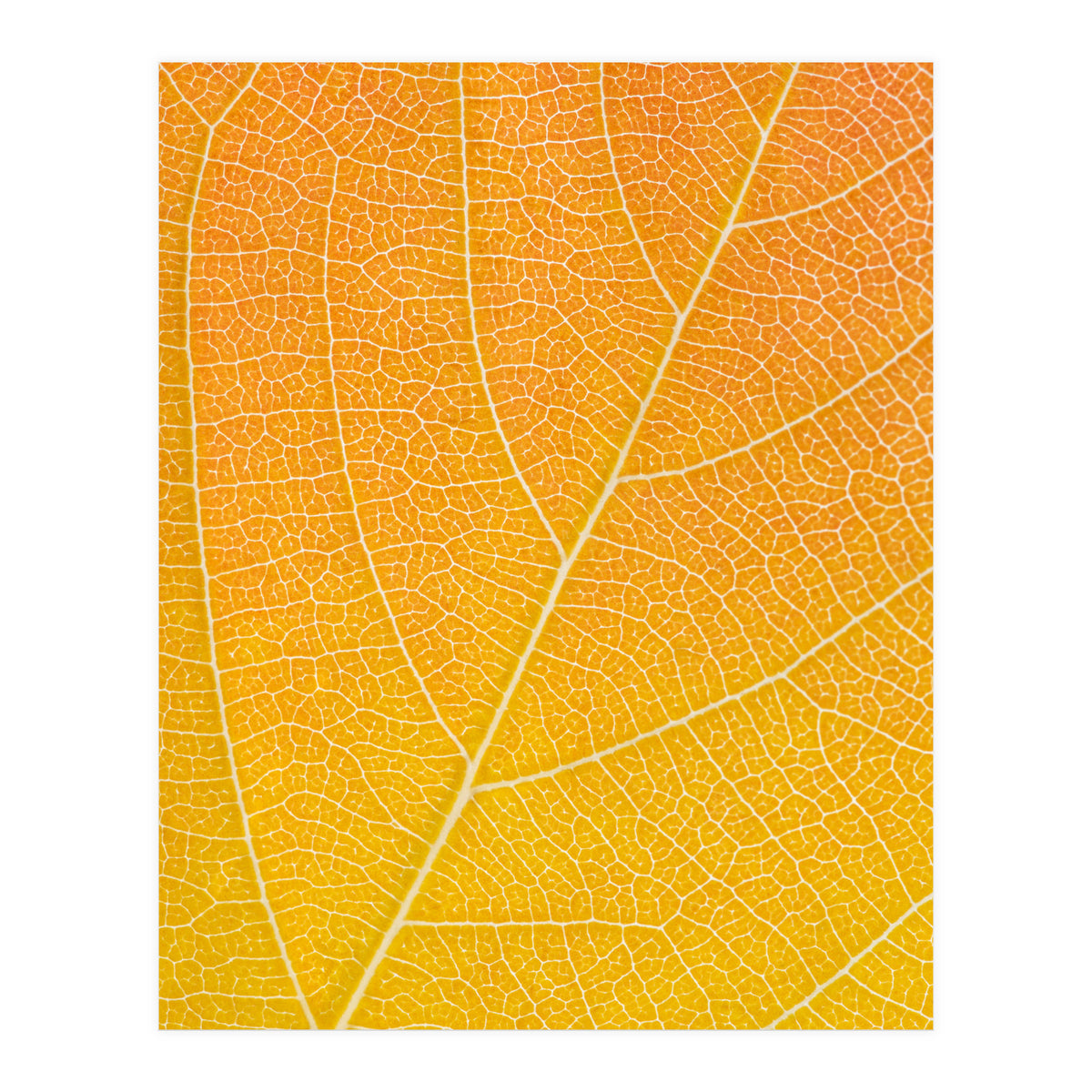 Autumn Leaf (Print Only)