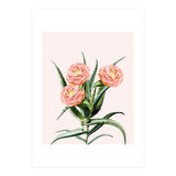 Blush Cactus V2 (Print Only) thumbnail