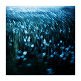 dandelion meadow (Print Only) thumbnail