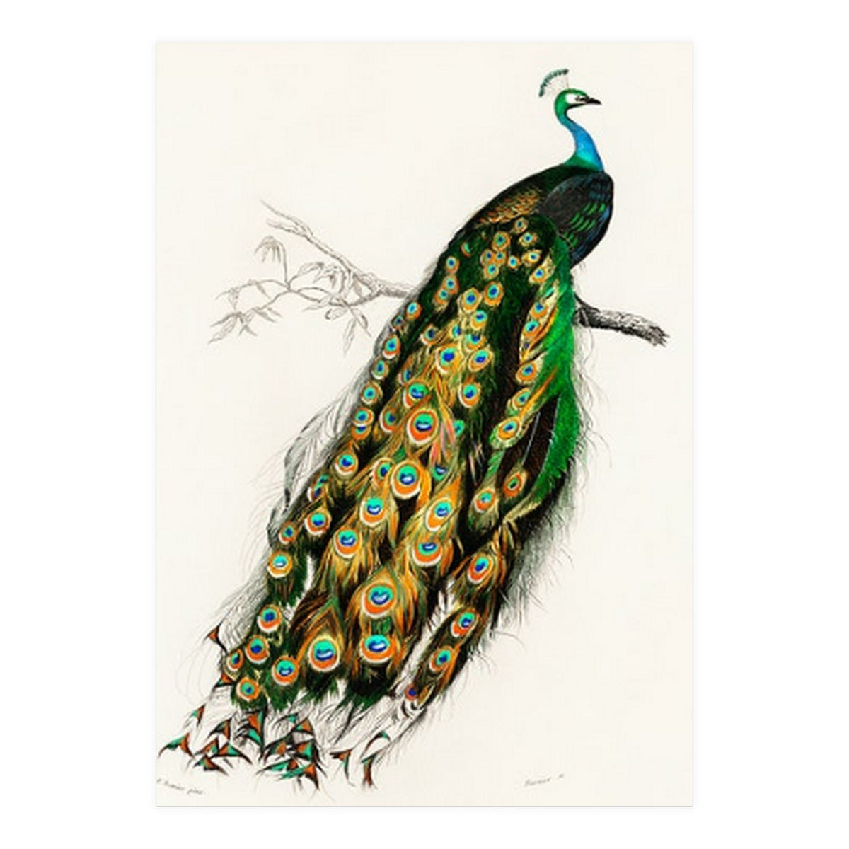 Indian peafowl illustrated (Print Only)