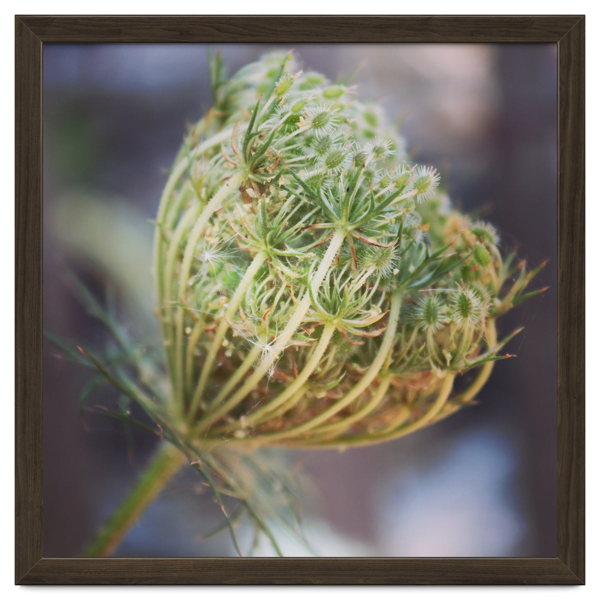 Seed head