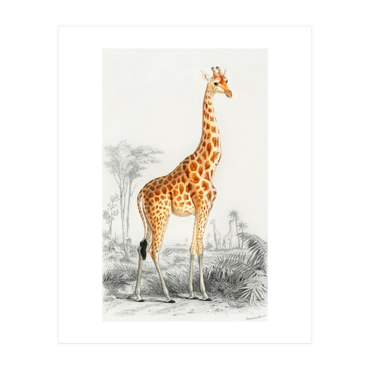 Giraffe illustration (Print Only)