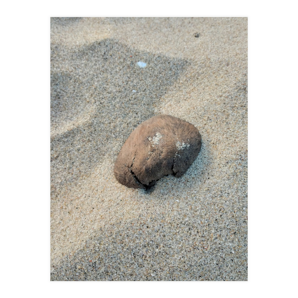 Coastal Shell (Print Only)