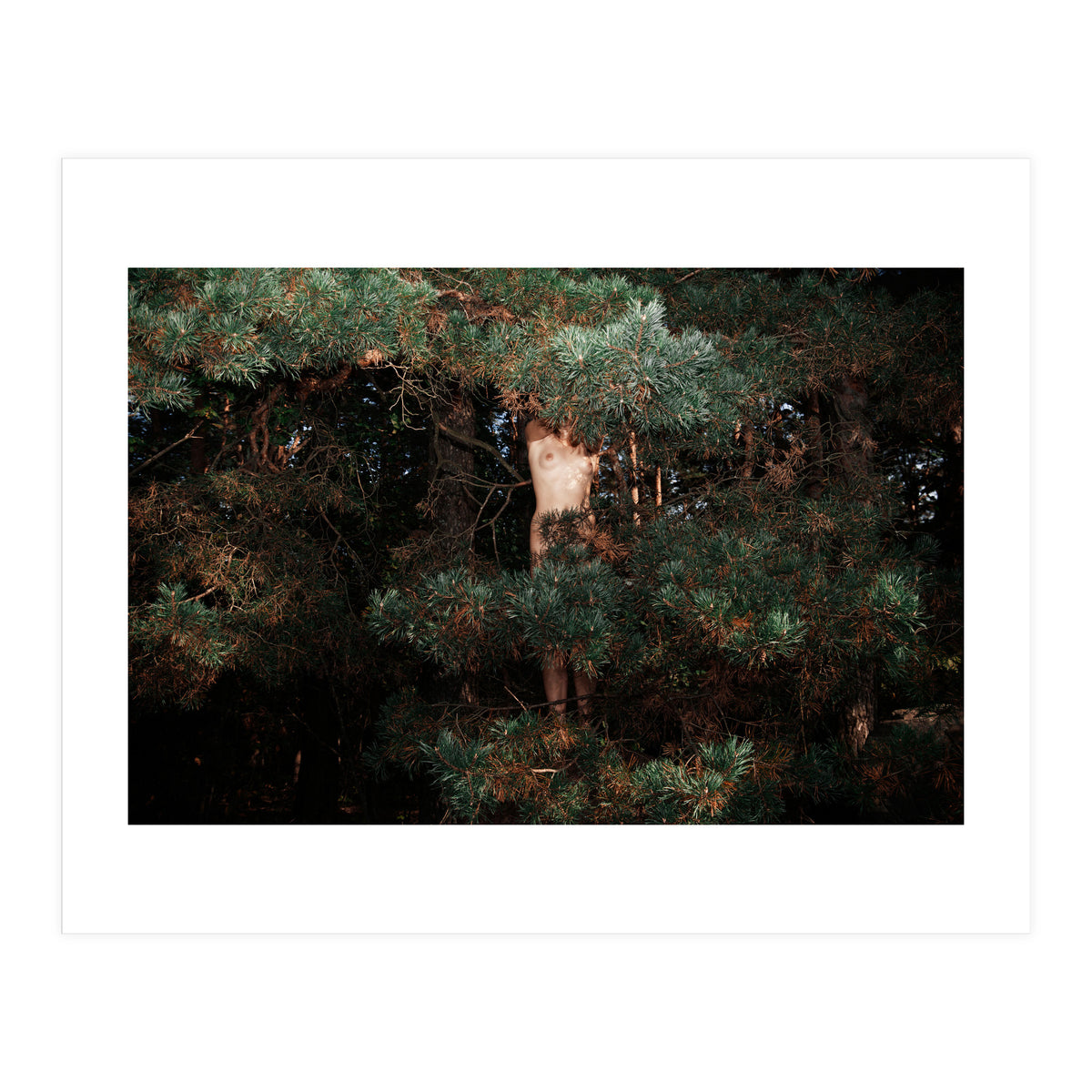 The Eyes of the Forest (Print Only)