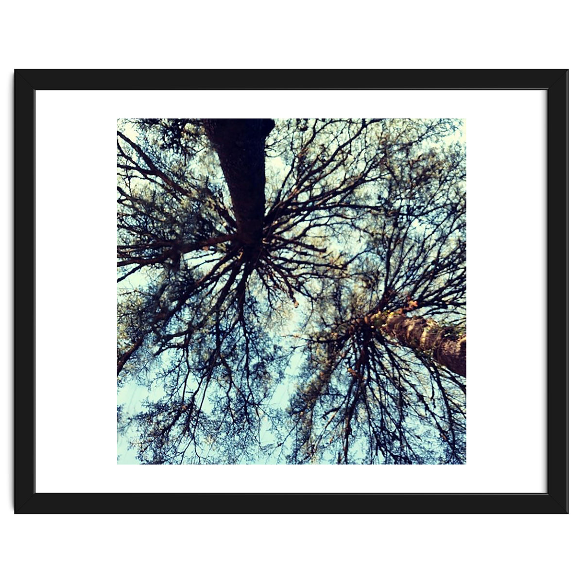 Ataraxia - Tree Series 3