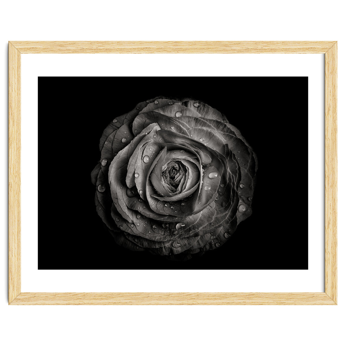 Backyard Flowers In Black And White 72