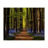 The Path To Light (Print Only) thumbnail