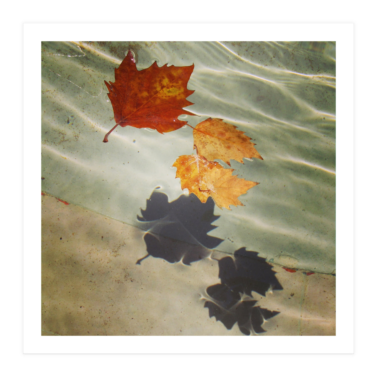 Floating leaves (Print Only)