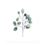 Botanical Illustration Eukalyptus (Print Only) thumbnail