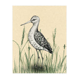 Black-tailed godwit in the grass (Print Only) thumbnail