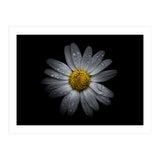 Backyard Flowers No 16 Color Version (Print Only) thumbnail