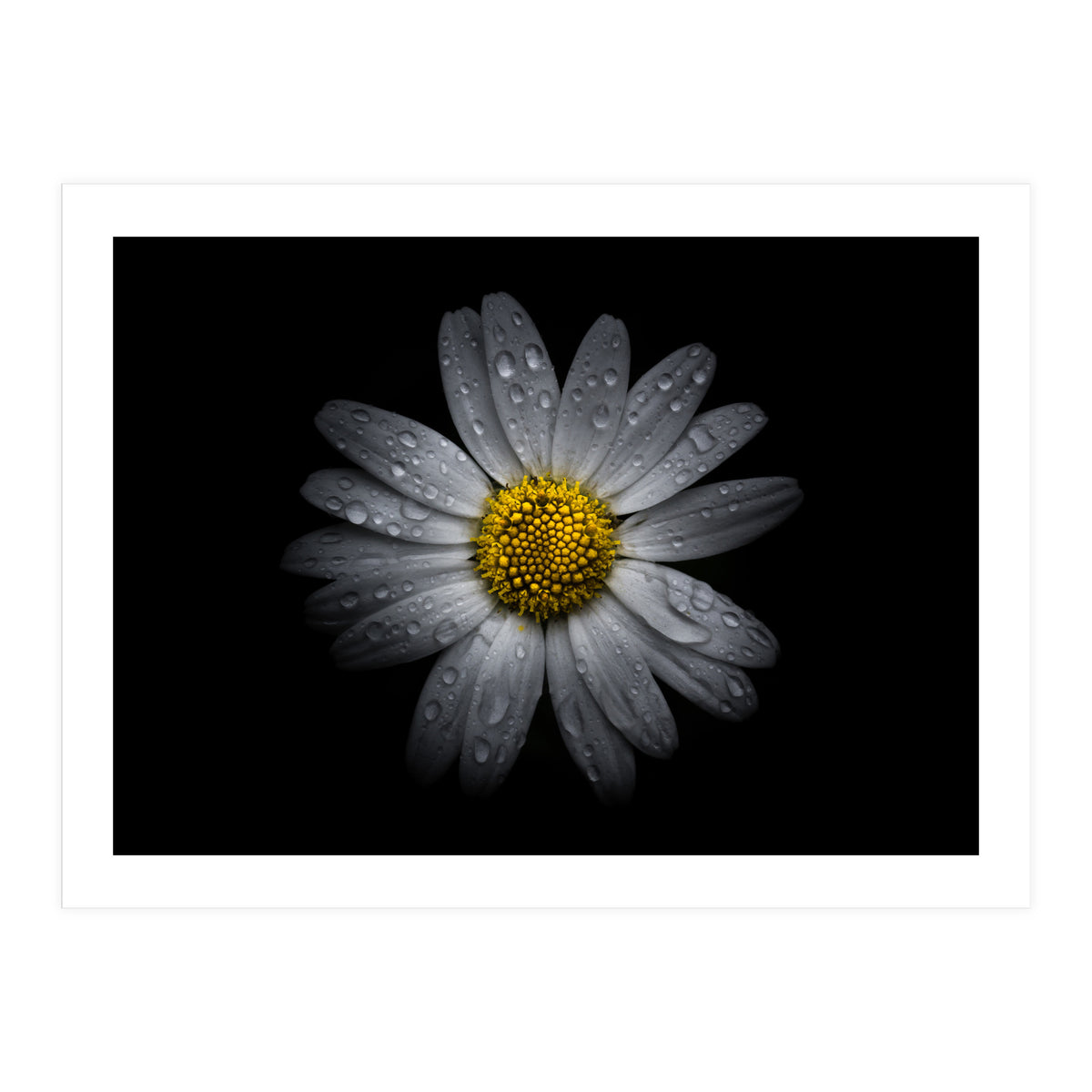 Backyard Flowers No 16 Color Version (Print Only)