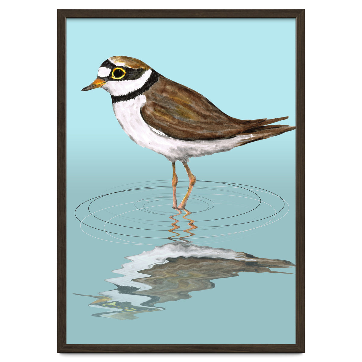 Little ringed  plover
